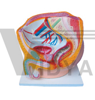 The model of male pelvic cavity (sagittal section)